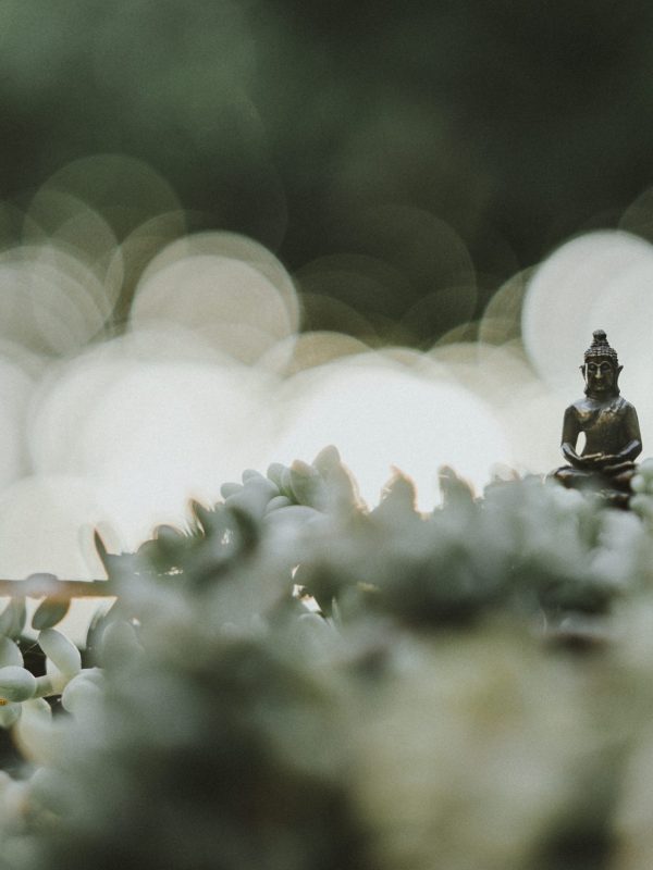 Tiny buddha statue in the middle of a cacti plan  in the garden with beautiful light pouring over